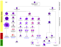 Hematopoiese em humanos