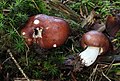 Russula integra