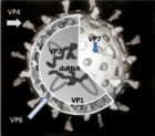 Rotaviruksen rakenneproteiinien sijainti pelkistetysti.