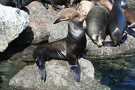 位於加州Monterey市嘅海獅