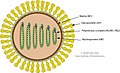 Cápside de la familia Orthomyxoviridae que infecta animales.