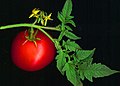 Ex: Solanum lycopersicum