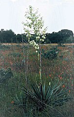 Yucca coahuilensis