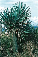 Yucca jaliscensis