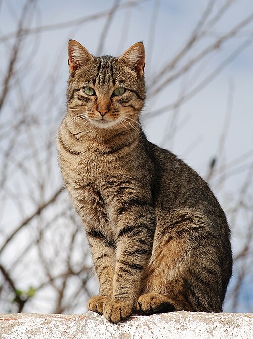 Tabby cat, the official cat of the Commonwealth of Massachusetts