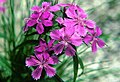 Dianthus shinanensis.