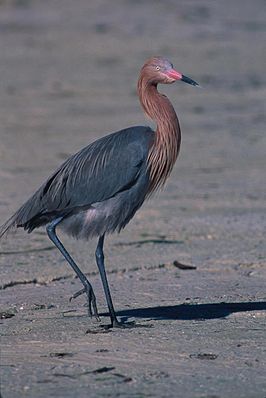 Roodhalsreiger