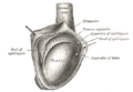 Desni testis, sa otvorenom tunica vaginalis.