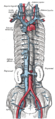 The venæ cavæ and azygos veins, with their tributaries.