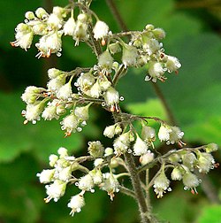 Heuchera maxima