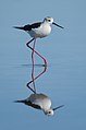 2. Gólyatöcs (Himantopus himantopus) tükröződik egy tavacskán (Sète, Franciaország) (javítás)/(csere)