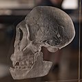 Leichte Prognathie bei Homo erectus