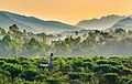 Image 13An old man carrying two baskets on a stick through a field of tea plants in Jaflong, Sylhet, Bangladesh, with misty hills in the background. Photo Credit: Abdul Momin