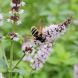 Соцветие на кадраво нане (Mentha spicata)