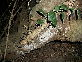 An old cut stem showing regrowth despite not being in contact with the ground