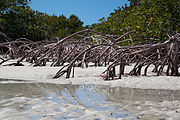 mangleiros de Providenciales