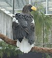 Белоплечий орлан (вид сзади)