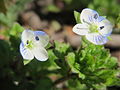 オオイヌノフグリ（オオバコ科）の花は2個の雄蕊をもつ