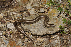 Description de l'image Benny Trapp Chalcides striatus Spanien.jpg.