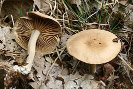 Scherpe collybia