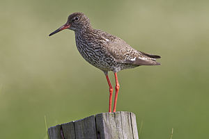 Kleer ( Tringa totanus) LC - least concern (ei trüüwet) Uun Euroopa: VU - vulnerable (uun gefoor)