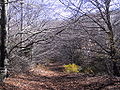 Una fageda del Montseny, a es:Anexo:Reservas de la Biosfera en España i fr:Massif du Montseny.