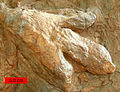 Gigandipus, uma pegada de dinossauro na Formação Jurássica Moenave Inferior, em St. George, sudoeste de Utah.