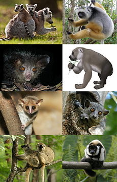 Uzorak biodiverziteta lemuriformnih primata (Lemuriformes), rodovi (od vrha, lijevo na desno): Lemur (prstenorepi lemur), Propithecus (sifaka), Daubentonia (aj-aj), Varecia (runasti lemur), Microcebus (mišji lemur), Nycticebus (spori lemur), Loris (vitki lori), Otolemur (veliki galago).