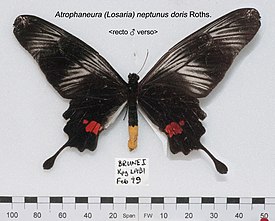 Losaria neptunus