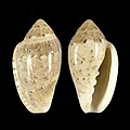 Marginella piperata Jeffreys Bay, South Africa