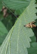 Male with its long filiform antennae