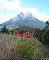 Aquestes roselles davant el Pedraforca, que vaig fer per la llista de plantes de Catalunya, l'han fet servir a viquidites en anglès per il·lustrar uns versos de en:q:Czesław Miłosz: They used to pour millet on graves or poppy seeds To feed the dead who would come disguised as birds...