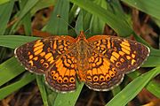 Adult, dorsal view.