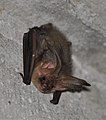 Long-eared Bat