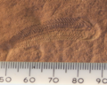 Image 8A Spriggina fossil from the Ediacaran (from History of paleontology)