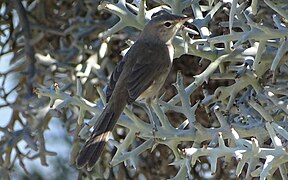 Grey Emutail (or Feather-tailed warbler)