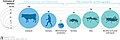 Image 39Biomass distribution of humans, livestock, and other animals (from Livestock)