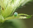 Egg, distant view.