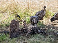 A wake (group of feeding vultures) of white-backed vultures eating the carcass of a wildebeest