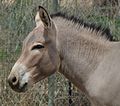 Kopf des Somali-Wildesels