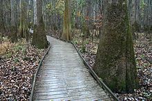 A548, Congaree National Park, South Carolina, USA, 2012.jpg