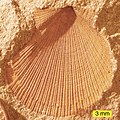 L'Aviculopecten subcardiformis, un bivalve dalla Logan Formation (Carbonifero inferiore) dell'Ohio.