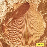 Aviculopecten subcardiformis