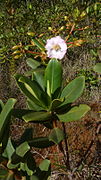 Bonnetia stricta.