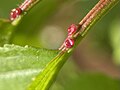 Nettari extrafloreali con goccioline di nettare sul picciolo di una foglia di ciliegio selvatico (Prunus avium)