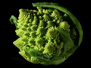 Fractal Broccoli