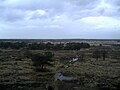 Kalmthoutse Heide vanuit brandtoren