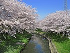 鴻巣市鎌塚地区の桜