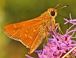 Adult, ventral view of wings.