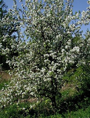 Aaapelboom (Malus domestica)